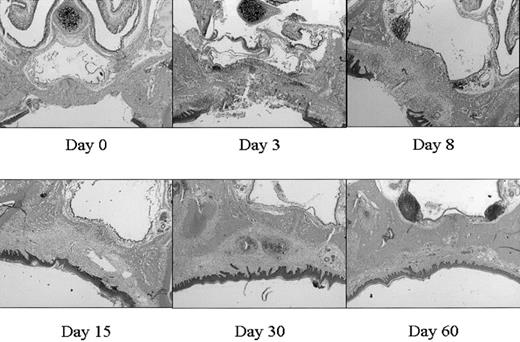 Figure 1. Wound healing in time. Various stages (days 0, 3, 8, 15, 30, 60) in wound healing are shown. The tissues are stained with hematoxylin and eosin. A clear influx of inflammatory cells can be seen at day 3 to 8, whereas from day 15 remodeling occurs, which was completed at day 60 (original magnification, × 25).