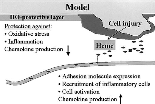 Figure 9. Model for heme, HO, and wound healing. We hypothesize that the heme released after injury functions as a “danger signal” that can activate a whole range of inflammatory and immune regulatory cascades. Heme activates platelet aggregation and causes vasoconstriction, which are important parameters for “thrombus formation.” Furthermore, heme activates leukocytes, oxidizes LDL, increases adhesion molecule expression, and recruits leukocytes. The presence of HO in the skin protects against the heme-mediated pro-oxidative and proinflammatory microenvironment that is instantly created on injury, and might play a role in down-regulation of inflammatory cell recruitment and resolution of inflammation.