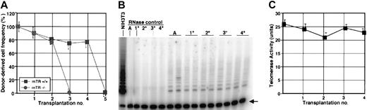 Figure 1. Analysis of donor-derived cell frequency and telomerase activity during serial transplantation of HSCs. (A) FACS-purified HSCs (n = 150) from donor mTR–/– mice (n = 4) and mTR+/+ mice (n = 4) were serially transplanted until exhaustion of transplantation capacity. The fraction of donor-type (Ly5.1+) cells in the bone marrow of long-term (> 4 months) reconstituted mice (n ≥ 5) was determined by FACS analysis at each stage of serial transplantation. The decrease in frequency of donor-derived BM cells during the first and second rounds of serial transplantation of mTR+/+ HSCs and mTR–/– HSCs was statistically significant (P < .05; Student t test). Error bars (standard deviation) are shown. (B) HSCs (n = 250) from adult mice and recipient mice at each stage of serial transplantation were sorted directly into lysis buffer. Telomerase activity was measured for duplicate sample extracts at each stage of serial transplantation by the TRAP assay. A telomerase extract from NIH3T3 cells (n = 2500) was included as a positive control. The internal control for PCR efficiency is indicated by the arrow on the right. (C) Telomerase activity was measured for HSC samples from 3 or more mice at each stage of serial transplantation and averaged for all samples. The mean level of activity and error bars (standard deviation) are shown. We did not observe a significant change in telomerase activity level in HSCs during serial transplantation (P = .26).