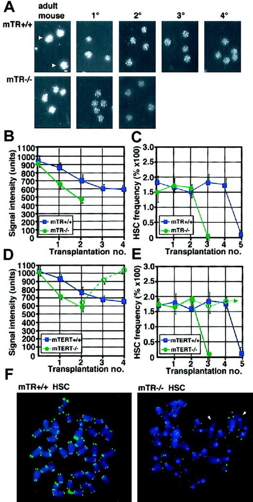 Figure 2. Analysis of telomere length and replicative capacity during serial transplantation of HSCs from telomerase-deficient mice. (A) At each stage of transplantation, approximately 2000 HSCs were purified via FACS from a total of 1 to 2 mice and cytospun onto glass slides. All HSC samples were collected at 15 months (mTR+/+ donor) or 7 months (mTR–/– donor) after the initial transplantation. Detection of telomeres by FISH was performed using an FITC-tagged peptide nucleic acid telomeric probe as previously described.14 Individual interphase nuclei are indicated by arrowheads and the size scale (5 μm; bottom right) is shown in the top left panel. Original magnification, × 400. (B) The fluorescent signal intensity was measured for 25 nuclei at each stage of transplantation using a Zeiss confocal microscope. During serial transplantation of HSCs from both mTR–/– and mTR+/+ mice, the change in fluorescent signal intensity was significant (P < .05) for all stages except 3° → 4° for mTR+/+ HSCs (P = .21; Student t test). (C) The average frequency of donor-derived HSCs from long-term (> 4 months) reconstituted mice (n = 5) was measured at each stage of serial transplantation. The HSC frequency is shown relative to the fraction of donor-derived cells. Error bars (standard deviation) are shown.All mTR+/+ and mTR–/– mice used in this analysis and FISH analysis of telomere length were also used in the analysis of frequency of donor-derived BM cells (Figure 1). (D-E) FISH analysis of telomere length and analysis of donor-derived HSC frequency were performed during serial transplantation of HSCs from mTERT+/+ mice and mTERT–/– mice as described above.At least 4 mice were used in the assessment of donor HSCs at each stage of transplantation. Signal intensity was significantly diminished in HSCs from 1° recipients and 2° recipients that were reconstituted with mTERT–/– HSCs compared with 1° (P = .006) and 2° (P = .009) recipient mice reconstituted with mTERT+/+ HSCs. The analysis of telomere signal intensity and HSC frequency for the 2° mTERT–/– HSC donor and successive 3° and 4° recipients in which telomere length and replicative life span were observed to increase are indicated by the open circle and dashed line. Error bars show SD. (F) HSCs from 2° recipients of either mTR+/+ or mTR–/– HSCs were FACS sorted into media containing 10% fetal bovine serum, interleukin-3 (IL-3), IL-6, IL-11, and Steel factor (all 10 ng/mL) and cultured for 5 days. Metaphase spreads were then prepared using standard procedures, and telomeres were detected using FISH. End-to-end-chromosome fusions are indicated by the arrowheads. Original magnification, × 1009,
