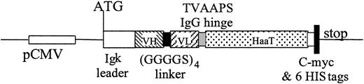 Figure 3. Construction for expression of scFv28.3-HaaT in eukaryotic cells. cDNA fragments coding for variable regions of VH and VL chains of the CD28.3 antibody were assembled with a (GGGGS)4 linker. A cDNA coding for the TVAAPS hinge peptide from the IgG heavy chain was added 3′ and fused in frame with a cDNA coding for amino acids 53 to 425 of HaaT cDNA. The complex was then introduced into the pSecTag2B expression plasmid by adding an Igκ leader to the N-terminus and a stretch sequence containing c-myc and 6HIS flag plus a stop codon to the C-terminus.