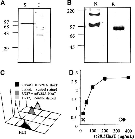 Figure 4. Expression and activity of scFv28.3-HaaT. (A) Prokaryotic expression: 10 μg protein extract from the periplasmic, soluble (S), and insoluble (I) fractions of E coli JM83 expressing scFv28.3-HaaT were resolved under reducing conditions on 10% polyacrylamide electrophoresis gels and blotted onto nylon membranes. Recombinant proteins were revealed by incubation of the membranes with HRP-conjugated anti–c-myc antibody and by enhanced chemiluminescence (ECL). (B) Fifty nanograms scFv28.3-HaaT produced in Cos cells, under native (N) or reducing (R) conditions, was analyzed by Western blotting as described in panel A. Molecular size markers (kDa) are shown on the left. (C) CD28+ Jurkat T cells were incubated with supernatant from transfected Cos cells containing 2 μg/mL scFv28.3-HaaT (black histogram, first row) or with supernatant from control Cos cells (white histogram, second row), revealed with anti-HaaT antibody plus FITC-conjugated donkey antirabbit Ig antibody (DAR) and analyzed by cytofluorometry. CD28- U937 cells were analyzed in parallel with supernatant containing scFv28.3-HaaT (dark gray histogram, third row) or with control supernatant (light gray histogram, last row). (D) The reactivity of Cos-produced scFv28.3-HaaT was examined by ELISA. CD28-Fc molecules were coated onto microtiter plates. Purified scFv28.3-HaaT at different dilutions in PBS-Tween was added and incubated for 1 hour at 37°C. After washing, bound scFv28.3-HaaT molecules were revealed with a rabbit anti-HaaT antibody followed by a peroxidase-conjugated DAR as a third-step reagent. Colorimetric analysis was performed after reaction of ABTS with peroxidase. X indicates signal without sc28.3-HaaT; ♦ and ⋄, signals obtained with incubations of HaaT alone and with an irrelevant scFv-M13 fusion antibody, revealed with a peroxidase-labeled anti-M13 antibody. Data are presented as means of triplicates.