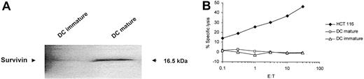Figure 6. Survivin expression in dendritic cells. (A) Survivin expression in human monocyte-derived dendritic cells was analyzed by Western blotting. (B) Standard 51Cr-release assay was performed using autologous immature DCs and autologous DCs activated with TNF-α from a healthy HLA-A2–positive as well as the HLA-A2– and survivin–positive colon carcinoma cell line HCT 116 as targets for survivin-specific CTLs.