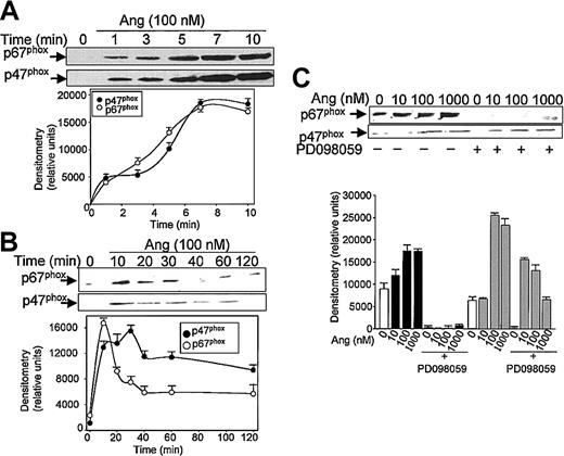 Figure 2. Angiotensin II promotes p47phox and p67phox mobilization to the cell membrane in human neutrophils. Neutrophils were suspended in KR-HEPES buffer at 107 cells/mL and were incubated with 100 nM angiotensin II (Ang) for short (until 10 minutes) (A) or longer (until 120 minutes) durations (B), or the cells were previously incubated in the absence or presence of PD098059 (50 μM) for 30 minutes and Ang II was then added at the indicated concentrations for 15 minutes (C). Cells were lysed, and the plasma-membrane–enriched fraction was separated from the cytosolic fraction by ultracentrifugation at 100 000g. Membrane proteins (50 μg/lane) were subjected to SDS-PAGE, transferred to PVDF membranes, and probed with antisera against p47phox and p67phox. Each blot is representative of a set of 3 experiments that yielded similar results.