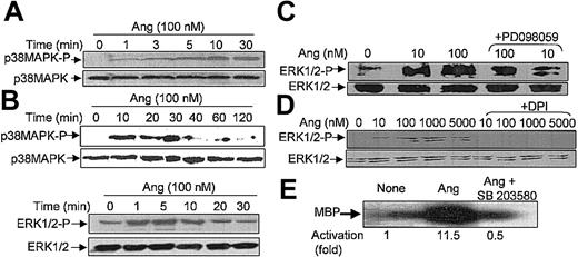 Figure 4. Angiotensin II stimulates p38MAPK and ERK1/2 phosphorylation and p38 kinase activity in human neutrophils. Neutrophils (9 × 106 cells/mL) were preincubated at 37°C for 7 hours in KR-HEPES without additions. Next, they were treated with Ang II (100 nM) alone for the indicated times (A, B), or they were incubated with PD098059 (50 μM) for 30 minutes (C) or with DPI (10 μM) (D) for 30 minutes and then with Ang II for another 30 minutes. Cells were lysed, and protein extracts (50 μg/lane) were subjected to SDS-PAGE, transferred to PVDF, and probed with antiphospho-p38MAPK (A) or antiphospho-ERK1/2 (B-D), and the corresponding phosphorylated bands were detected by means of luminol-enhanced chemiluminescence. To verify even protein loading, the blots were subsequently stripped and reprobed with antibodies against unphosphorylated p38MAPK (A) or ERK1/2 (B-D). (E) Neutrophils were previously incubated with 5 μM SB203580 for 30 minutes and then with 100 nM Ang II. After cell lysis, p38MAPK activity was assessed by immune complex kinase assay, and intensities of the 28-kDa MBP bands in the autoradiogram were measured by densitometry scanning. Numbers represent the average activity increase from 3 independent experiments. Each blot is representative of a set of 3 experiments that yielded similar results.