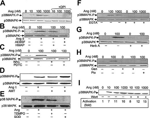 Figure 5. Angiotensin II–induced p38MAPK activation is dependent on ROS production, Ca2+ levels, tyrosine kinase, and Ptx-sensitive G proteins. Neutrophils (9 × 106 cells/mL) were incubated previously for 7 hours in KR-HEPES at 37°C without additions. Further, they were incubated in the absence or presence of DPI (10 μM) (A); HMAP (500 μM) or AESBF (500 μM) for 30 minutes (B); NAC (50 mM) or PDTC (100 μM) for 60 minutes (C); aminotriazole (D); TEMPO (100 μM) or SOD (500 U/mL) for 30 minutes (E); EGTA (2.5 mM) for 30 minutes (F); herbimycin A (Herb A) (3 μM) for 30 minutes (G); genistein (Gen) (100 μM) for 10 minutes or pertussis toxin (Ptx) (10 ng/mL) for 2 hours (H); and wortmannin (Wort) (100 nM) for 30 minutes (I). Cells were then treated with angiotensin II (Ang) at the indicated concentrations, or at 100 nM (D-E), for 30 minutes and subsequently lysed. Protein extracts (50 μg/lane) were subjected to SDS-PAGE, transferred to PVDF membrane, and probed with antiphospho-p38MAPK. To verify even protein loading, the blots were subsequently stripped and reprobed with anti-p38 antibody (A-C, E-H). Results shown in all panels are representative of 3 independent experiments.