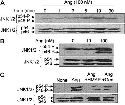 Figure 6. Angiotensin II–induced JNK1/2 activation in human neutrophils and its dependence on ROS and tyrosine kinase activity. Neutrophils (9 × 106 cells/mL) were suspended in KR-HEPES buffer and preincubated for 7 hours at 37°C without additions. Further, they were incubated in the presence of Ang II (100 nM) for the indicated times (A) or of the indicated Ang II doses for 15 minutes (B), or in the absence or presence of HMAP (500 μM) for 30 minutes or genistein (Gen) (100 μM) for 10 minutes and then with Ang II (100 nM) for 15 minutes (C). After cell lysis, protein extracts (50 μg/lane) were subjected to SDS-PAGE, transferred to PVDF membranes, and probed with antiphospho-JNK1/2. Arrows indicate phosphorylated JNK1 (p46) and JNK2 (p54). To verify even protein loading, the blots were subsequently stripped and reprobed with anti-JNK1/2 antibody. Data are representative of 3 independent experiments that yielded similar results.