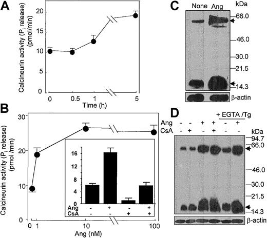 Figure 8. Angiotensin II increases the activity and synthesis of calcineurin in human neutrophils. (A) Neutrophils (6 × 106 cells/mL) were incubated with 10 nM Ang II for the indicated times, (B) with the indicated Ang II concentrations for 5 hours, or (inset) previously with 1 μg/mL CsA for 60 minutes and then with 10 nM Ang II for 5 hours. After cell lysis, calcineurin activity was assayed. Phosphatase activity is expressed as picomoles of phosphate released per minute per milligram protein. Mean ± SE values from 4 separate experiments performed in triplicate are presented. (C-D) Neutrophils (107 cells/mL) were previously incubated in the absence or presence of CsA for 1 hour or with 0.1 mM EGTA and 1 μM thapsigargin for 20 minutes, as indicated, and then were treated with 10 nM Ang II for another 5 hours. Proteins from lysed cells were resolved by SDS-PAGE, followed by immunoblotting with anticalcineurin. Both A (59-kDa) and B (19-kDa) subunits of calcineurin were detected (arrows). Thereafter, antibody stripping and reprobing of the membrane with antihuman β-actin was carried out.