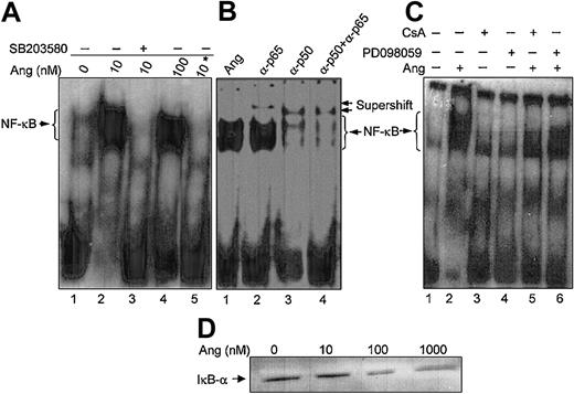 Figure 9. Angiotensin II enhances NF-κB DNA-binding activity and IκB degradation in human neutrophils. (A) Neutrophils (9 × 106 cells/mL) were previously incubated in the absence (lanes 1, 2, 4) or presence (lane 3) of SB203580 (50 μM) for 30 minutes and then were treated with the indicated concentrations of angiotensin II (Ang) for another 30 minutes. Nuclear extracts were obtained, and EMSA was carried out as indicated in “Materials and methods.” Where indicated by an asterisk (lane 5), the binding reaction was performed in the presence of a 100-fold molar excess of unlabeled oligonucleotide under the same conditions as in lane 4. (B) Nuclear extracts from 100 nM Ang II–treated cells were preincubated for 30 minutes with, or without (lane 1), 1 μL antihuman p50 or p65 antibodies, as indicated, before the addition of the radiolabeled probe (lanes 2-4). (C) Cells were previously incubated in the absence or presence of PD098059 (50 μM) for 30 minutes (lanes 4, 6) or of CsA (1 μg/mL) for 60 minutes (lanes 3, 5) and then were incubated with Ang II (100 nM) for 30 minutes where indicated (lanes 2, 5, 6). Untreated controls are also shown (lane 1). Neutrophils were lysed, and nuclear extracts were used for EMSA analysis. (D) The cytosolic fractions (45 μg/lane) from cells incubated for 30 minutes with Ang II at the indicated concentrations were subjected to SDS-PAGE and then to immunoblotting analysis using an antihuman IκB-α antiserum. Data are representative of similar results of 3 independent experiments.