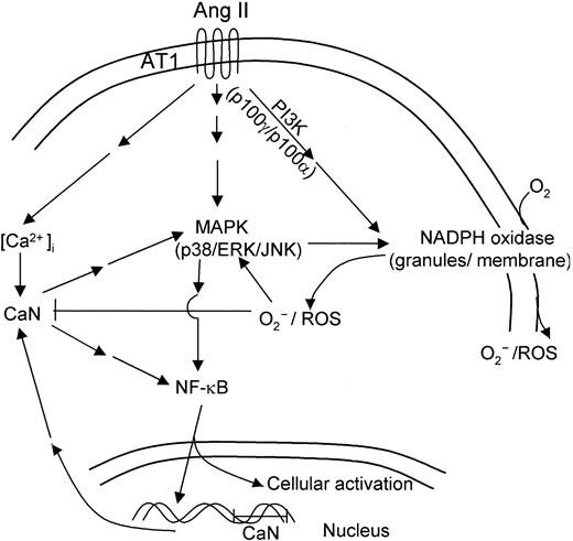 Figure 10. Hypothetical scheme of intracellular signaling pathways involved in human neutrophil activation in response to angiotensin II. Binding of Ang II to AT1 receptors in human neutrophils would initiate a complex cascade of signaling pathways leading to the activation of NADPH oxidase, with the concomitant production of ROS and of kinases p38, ERK1/2, and JNK1/2 of the MAPK family. The increase in cytosolic Ca2+ resulting from AT1 receptor activation would in turn stimulate CaN activity, promoting nuclear translocation of NF-κB. This transcription factor would activate the expression of a number of genes involved in neutrophil cell activation, including CaN subunits encoding genes.