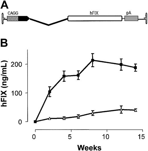 Figure 1. Influence of sex on rAAV-mediated hFIX expression. (A) Schematic of rAAV-2 CAGG-FIX consisting of CMV-IE enhancer, β-actin promoter, a chicken β-actin/rabbit β-globin composite intron (CAGG), 1.6-kb human FIX cDNA (hFIX), and a rabbit β-globin polyadenylation signal (hatched box) flanked by the AAV internal terminal repeats (ITR shown as hairpin loop). (B) Human FIX concentration (hFIX) in murine plasma after liver-directed administration of 1 × 1011 rAAV CAGG-FIX in cohorts (n = 6) of male (▪) and female (▵) B6.CB17-Prkdc-SzJ mice. All transgene expression values are depicted as average together with the standard error of the mean.