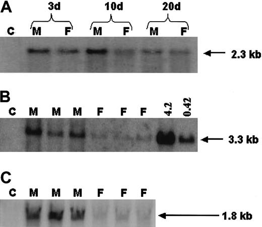 Figure 3. Molecular analysis of gene transfer efficiency in male and female mice. (A) Southern blot analysis of undigested low-molecular-weight Hirt DNA extracted from liver 3 days (3 d), 10 days (10 d), and 20 days (20 d) after portal vein infusion of vector particles. C indicates DNA from naive control mouse; M and F, DNA from rAAV CAGG-FIX transduced male and female mice, respectively. (B) Southern blot analysis of high-molecular-weight genomic DNA isolated from the liver 10 weeks after portal vein infusion of 1 × 1011 rAAV-2 CAGG-FIX vector and digested with EcoRI and HindIII to release a 3.3-kb fragment from the expression cassette. C indicates DNA from naive control mouse; M and F, DNA from rAAV CAGG-FIX transduced male and female mice, respectively. The final 2 right-hand lanes consist of control mouse DNA spiked with 4.2 and 0.42 copies per diploid genome of plasmid pAV CAGG-FIX digested with EcoRI and Hind III. (C) Northern blot analysis of total cellular RNA isolated from liver of male (M) and female (F) mice, 10 weeks following portal vein infusion of 1 × 1011 rAAV CAGG-FIX vector. C indicates RNA from naive control male mouse. For each of the above procedures, equivalent loading of nucleic acid on the respective gels was documented using AlphaImager software version 3.24 (Alpha Innotech).
