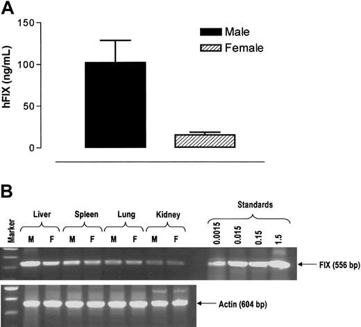 Figure 4. Influence of rAAV serotype and route of administration on sex-mediated discordance in rAAV transgene expression. (A) Stable hFIX expression 6 weeks after tail vein infusion of 1 × 1011 rAAV-5 CAGG-FIX, in a cohort (n = 3) of male and female B6.CB17-Prkdc-SzJ mice. Error bars indicate SEM. (B) Genomic DNA was extracted from liver, spleen, lungs, and kidney from male (M) and female (F) mice 6 weeks after tail vein administration of 1 × 1011 rAAV-5 CAGG-FIX. Genomic DNA (0.5 μg) was used for PCR amplification using transgene-specific primers designed to amplify a 521-bp product. Proviral copy number was deduced from standards, which consisted of serial dilutions of vector DNA (1.5 × 10–3 to 1.5 copies) in 0.5 μg control genomic DNA. Integrity of DNA was determined by amplifying a 604-bp region of murine β-actin gene and is shown at the bottom of the panel.