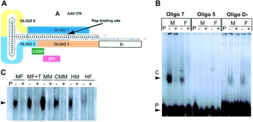 Figure 7. Competitive gel mobility shift assay. (A) Schematic of the AAV-2 ITR demonstrating the positions of the Rep-binding site as well as the pertinent 30 meric oligonucleotides. The location of the consensus sequence for CCAAT/enhancer binding protein alpha (C/EBP) and human zinc finger 5 protein (ZF5) is also shown. (B) Gel mobility shift assay performed with equivalent amounts of nuclear protein derived from the liver of male and female mice and radiolabeled 30 meric single-stranded oligonucleotides encompassing the A region (oligo 7) include the rep binding site, C region (oligo 5), and the D— region (oligo D—) in the presence (+) or absence (–) of a 50-M excess of unlabeled cognate. Retarded nuclear DNA complex (C) and free radiolabeled probe (P) are indicated by arrows. (C) Gel mobility shift assay demonstrating the intensity of binding to radiolabeled oligonucleotide 7 with equivalent amounts of hepatocyte nuclear extracts derived from murine (MF indicates naive female; MF + DHT, female pretreated with DHT; MM, unmanipulated male; CMM, castrated male mouse) and human donors (HM indicates male; HF, female) in the presence (+) or absence (–) of a 50-M excess of unlabeled cognate. Retarded nuclear DNA complex (C) is indicated by the arrow.