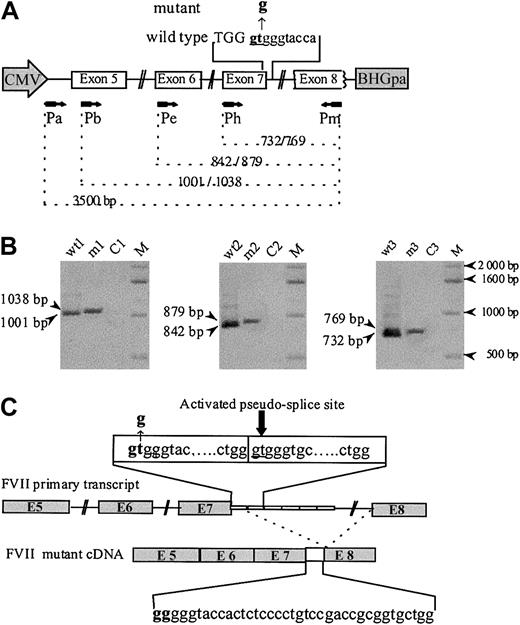 Figure 1. Analysis of in vitro expression of F7 mRNA splicing products. (A) The human F7 gene region cloned into the EcoRI site of the vector pTracer-CMV contains complete coding sequence from exon 5 to 8, part of intron 4, and complete introns 5 to 7. Both wild-type and mutant inserts carried 6 repeats of the 37-bp monomer. The mutated region is indicated in bold letters, the exonic sequences by capital letters, and the intronic sequences by lowercase letters. A schematic representation of the primers (arrows) used for PCR and their corresponding location in the sequence are given. (B) RT-PCR amplification of RNA from CHO cells transfected with wild-type (wt) and mutant (m) constructs, detected on 1% agarose gel stained with ethidium bromide. Lanes were loaded with wt and mutant cDNA amplified with primers Pb and Pm (lanes wt1 and m1), Pe and Pm (lanes wt2 and m2), and Ph and Pm (lanes wt3 and m3). Lanes C1, C2, and C3 are controls without cDNA template. Fragments of different lengths are observed for the wild-type and the mutant. (C) Schematic drawing of the F7 cDNA structure spanning exon 5 to 8 in the mutant. The IVS7+2 T>G donor site mutation leads to the insertion of the first 37-bp element between exons 7 and 8, due to the use of the IVS7 5′ donor pseudo-site, located at IVS7+38 in the second 37-bp repeated element of the IVS7 minisatellite.