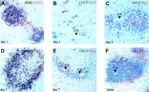 Figure 1. Early colonization of the spleen by DCs. Paraffin sections (37°C) of spleens from neonates at days 1 (A-B), 3 (C), and 7 (D-E) and adult mice (F) as indicated were labeled for CD11c DCs (red) together with B220 B cells (purple) or CD3 T cells (blue). B cells first appear around the central arteriole (CA) with a ring of DCs (A). Rare T cells are seen at day 1 (B), but at day 3 they are much more numerous and clearly organized around the central arteriole mixed with DCs (C). At day 7, multiple T-cell zones are found and DCs are clearly visualized in the white and red pulp (D-E) as in adult spleen (F). Original magnifications, × 500 (B), × 250 (A,C-D), and × 125 (E-F).