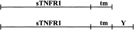 Figure 1. Schematic view of the cDNA constructs used. sTNFR1-tm corresponds to the sequence for sTNFR1 with a transmembrane domain (T). sTNFR1-tm-Y contains the cytosolic sorting signal from CD63 (Y).