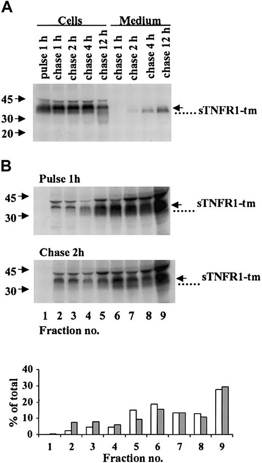 Figure 2. Processing and subcellular distribution of sTNFR1-tm. (A) RBL cells expressing sTNFR1-tm were radiolabeled (pulse) for 1 hour and the radiolabel chased for up to 12 hours. At the indicated time points, 20 × 106 cells and incubation medium were withdrawn, immunoprecipitated, and analyzed as described in “Materials and methods.” The position of sTNFR1-tm is indicated with an arrow, and a processed form (that is, the secreted form) with a dotted line. Molecular weight markers are shown to the left in kDa. (B) Cells were biosynthetically radiolabeled for 1 hour (pulse), followed by a radiolabel chase for 2 hours. At the pulse and chase intervals, 100 × 106 cells were removed and homogenized, and the postnuclear supernatant was subcellularly fractionated by centrifugation in Percoll. Extraction, immunoprecipitation, and analysis were performed as described in “Materials and methods.” The densitometry data are shown for pulse (□) and chase (##) experiments as percent of total sTNFR1-tm and processed forms.
