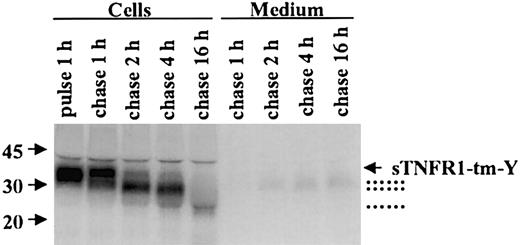 Figure 3. Processing of sTNFR1-tm-Y. RBL cells were radiolabeled (pulse) for 1 hour followed by chase of the label for up to 16 hours. At the indicated time points, 20 × 106 cells and incubation medium were withdrawn, extracted, immunoprecipitated, and analyzed as described in “Materials and methods.” The position of sTNFR1-tm-Y is indicated by an arrow, and the various processed forms are indicated with dotted lines. Molecular weight markers are shown to the left in kDa.