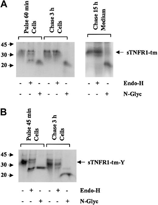 Figure 4. Oligosaccharide side chains of processing forms for sTNFR1-tm and sTNFR1-tm-Y. (A) RBL cells transfected with sTNFR1-tm were biosynthetically radiolabeled for 60 minutes (pulse) and chased for 3 hours before analysis of cell extracts. Due to the slow secretion, the cell supernatant was obtained after a 15-hour chase to have enough secreted sTNFR1-tm for analysis. After pulse and chase, 20 × 106 cells were withdrawn, and after lysis, subjected to immunoprecipitation with anti-sTNFR1. Aliquoted immunoprecipitates were incubated either with Endoglycosidase-H (Endo-H) or N-glycosidase F (N-Glyc), or remained untreated as control, and analyzed by SDS-PAGE. The pulse cell lysate showed partial Endo-H sensitivity, while the chase cell lysate showed total Endo-H resistance. The cell supernatant showed Endo-H resistance. The position of sTNFR1-tm is indicated with an arrow. Molecular weight markers are shown to the left in kDa. (B) Similar experiments were performed with RBL cells transfected with sTNFR1-tm-Y. Cells were biosynthetically radiolabeled for 45 minutes (pulse) and chased for 3 hours before analysis of cell extracts. The pulse sample showed partial Endo-H sensitivity, while the chase sample showed total Endo-H resistance. Secretion was too low to yield enough material for analysis.