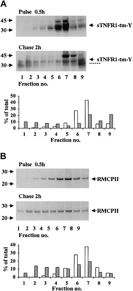 Figure 5. Subcellular distribution of radiolabeled sTNFR1-tm-Y, and endogenous RMCP-II. RBL cells were biosynthetically radiolabeled for 0.5 hours (pulse), followed by chase of the label for 2 hours (chase). At the pulse and chase intervals, 100 × 106 cells were removed and homogenized, and the postnuclear supernatant was subcellular fractionated by centrifugation in Percoll. The fractions were immunoprecipitated with anti-sTNFR1 (A) or anti–RMCP-II (B) and analyzed as described in “Materials and methods.” The densitometry data are shown for pulse (□) and chase (##) experiments as percent of total mature and processed forms of sTNFR1-tm-Y or RMCP-II. The position of sTNFR1-tm-Y and RMCP-II are indicated with arrows, and the various processed forms are indicated with dotted lines. Molecular weight markers are shown to the left in kDa.