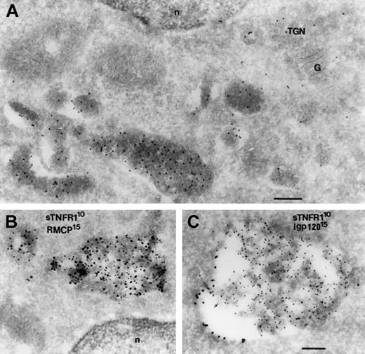 Figure 6. Colocalization of sTNFR1 with a matrix protein (RMCP) and a membrane-associated protein (lgp120) of secretory lysosomes. Ultrathin cryosections from RBL cells transfected with sTNFR1-tm-Y were labeled accordingly. (A) Labeled with rabbit anti-sTNFR1. (B) Double labeled with rabbit anti-sTNFR1 (10 nm) and mouse anti-RMCP (15 nm). (C) Double labeled with rabbit anti-sTNFR1 (10 nm) and rabbit anti-lgp 120 (15 nm). (A) Area of a cell showing granules highly labeled with sTNFR1. The Golgi (G) and the trans Golgi network (TGN) also are labeled. (B) Granules are shown double labeled for sTNFR1 and RMCP on the matrix. (C) A granule is seen with labeling for lgp 120 on the membrane and for sTNFR1 on the matrix. n indicates nucleus. Bar, 200 nm.