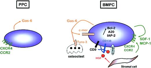 Figure 4. Autocrine and paracrine regulatory loops involved in PC survival within bone marrow microenvironment. PPCs express high levels of GAS6, but none of its receptors, and CXCR4 and CCR2, but not their ligands. On the contrary, BMPCs express GAS6, CXCR4, and CCR2 but also MER, SDF1, and MCP2, suggesting the existence of autocrine survival loops. In addition, BMPCs express MET, the receptor for HGF produced by bone marrow stromal cells. CD138 is a coreceptor for HGF, but also for other growth factors, in particular in association with the tetraspanin CD9. The combination of all these autocrine and paracrine signals could participate in the up-regulation of antiapoptotic proteins that is a hallmark of BPMCs.