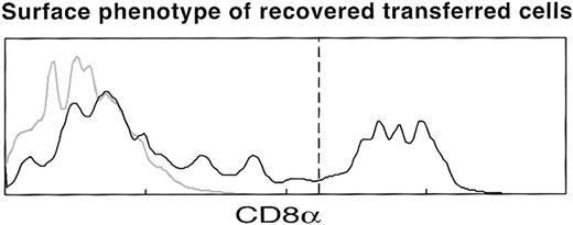 Figure 1. Characterization of donor-derived DCs after transfer of purified CD8α- DCs. Splenic CD8α-CD11chiMHC 2hi DCs were isolated and sorted from Ly5.2 mice and transferred intravenously into nonirradiated Ly5.1 recipients (5 × 106 per mouse). After 3.5 days, DCs were isolated from the pooled recipient spleens, and Ly5.2+CD11c+ DCs were analyzed for CD8α expression. Histograms indicate Ly5.2 gated cells either unstained (gray line) or stained (black line) for CD8α, with the vertical line indicating the cutoff for levels of CD8α on CD8αhi DCs. Of 7 transfer experiments, 4 gave no detectable donor-derived DCs, whereas 3 gave donor-derived DCs containing 5% to 33% CD8α+ DCs. The experiment presented is the one showing the highest donor cell recoveries and the highest proportion of Ly5.2+CD8α+ DCs.