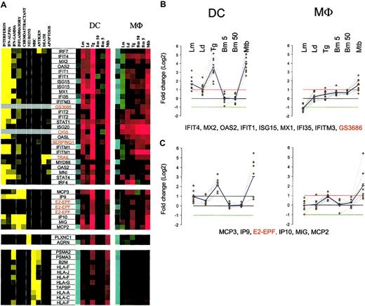 Figure 5. Cluster III: genes up-regulated by T gondii and M tuberculosis. (A) Gene expression and literature profiles are shown for both DCs and Mϕs. The color intensity correlates with basal gene expression values (blue), fold-change values (green and red), and term occurrence in abstracts (yellow). Genes listed in red were not part of the original functional cluster and were integrated on the basis of their expression profile similarity to other genes in this cluster. (B-C) Expression profiles are shown for groups of genes that belong to cluster II and are coordinately regulated in both cell types. The red and green lines in each profile represent the 2-fold change values; blue lines represent the average fold-change values. Names for the genes abbreviated in this figure can be found in supplemental Table 3.