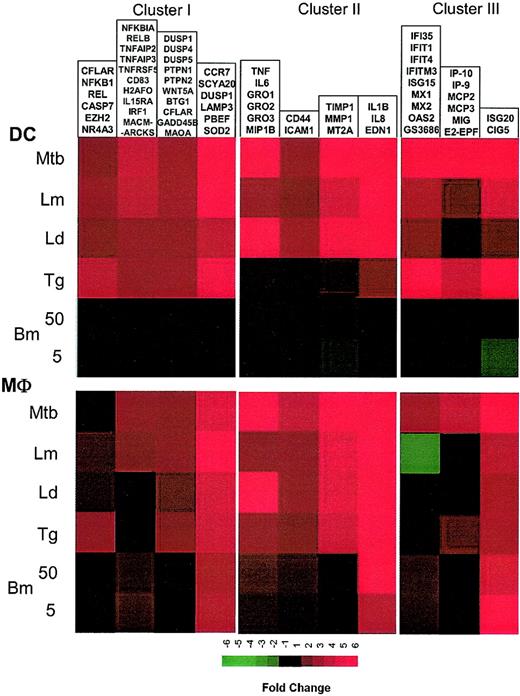 Figure 6. Coregulated transcriptional components of the innate immune response to infection. Expression values of groups of genes coordinately regulated in both cell types are averaged and are represented based on color intensity. Data derive from clusters I, II, and III.