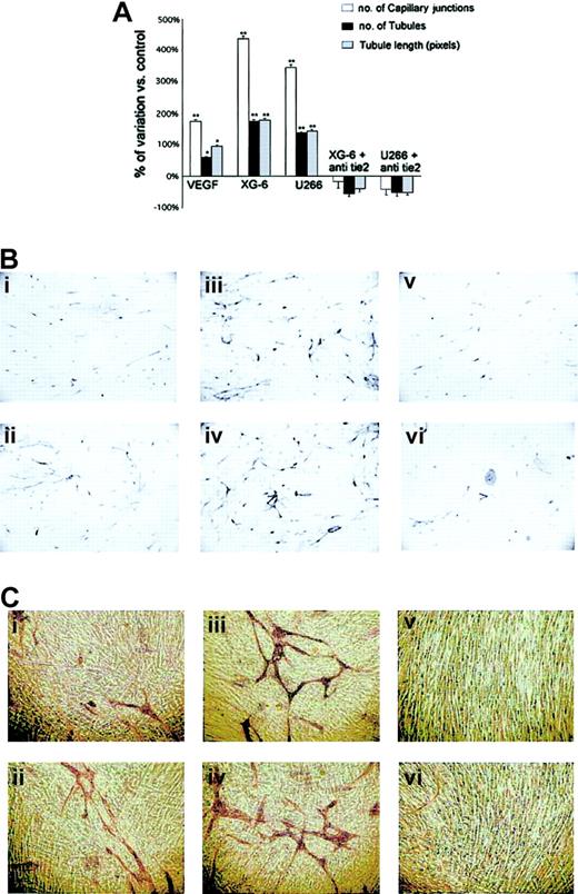 Figure 4. Proangiogenic property of HMCLs: effect of Tie2 blocking. The proangiogenic effect of HMCLs was tested with an angiogenic in vitro assay (Angio-kit). Endothelial-like cells were stimulated with CM (1:2) of XG-6 or U266 in the presence or absence of anti-Tie2 blocking polyclonal antibody (5 μg/mL) or irrelevant anti-IgG antibody. Every 3 days, the medium was replaced with a fresh one. At day 13, cells were fixed and stained using an anti-CD31 antibody. To measure the formation of the capillary network, the number of connections between 3 or more capillary-like structures was counted and quantified. (A) Mean percentage variation ± SD of capillary connections, tubules, and tubule length compared with control of 3 replicate wells of 2 independent experiments (*P < .05; **P < .01). Immunostaining with anti-CD31 antibody to evaluate vessel formation at original magnifications × 4 (B) and × 10 (C) in the following conditions: control (i), VEGF (2 ng/mL) (ii), CM of XG-6 (iii), CM of U266 (iv), CM of XG-6 plus anti-Tie2 blocking antibody (v), and CM U266 plus anti-Tie2 blocking antibody (vi).