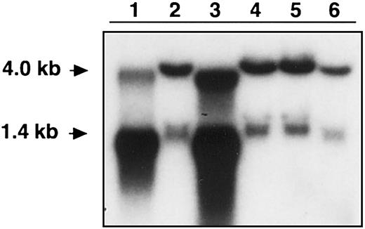 Figure 1. Northern blot analysis of Nix expression. Membranes were prepared using RNA from bone marrow (lane 1), leukocytes (lane 2), reticulocytes (lane 3), K562 cells (lane 4), HeLa cells (lane 5), and Jurkat cells (lane 6). RNA was hybridized with an 850-bp segment of Nix mRNA. Arrows indicate the molecular sizes of 2 bands.