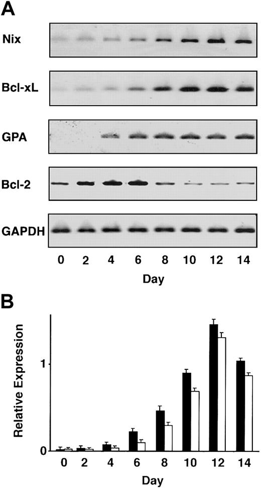 Figure 2. Expression of Nix RNA during terminal erythroid differentiation. CD34+ cells harvested from the peripheral blood of healthy donors were cultured in the presence of EPO to induce terminal erythroid differentiation (“Materials and methods”) and were harvested on days 0, 2, 4, 6, 8, 10, 12, and 14 before RNA isolation and RT-PCR. (A) Equivalent amounts of cDNA were amplified with primers specific for the genes shown on the left. All PCR assays consisted of 30 cycles except GAPDH, which was amplified for 27 cycles, and Bcl-2, which was amplified for 33 cycles, because of low signals. (B) Expression patterns of Nix (black bars) and Bcl-xL (white bars) were confirmed using real-time quantitative RT-PCR (“Materials and methods”). Relative expression levels (±SD) shown are normalized to the levels of GAPDH mRNA detected on the same day.