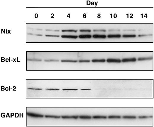 Figure 3. Nix, Bcl-xL, and Bcl-2 protein expression pattern during terminal erythroid differentiation. Total cell lysates from erythroid primary CD34+ cells on the indicated culture days were subjected to Western analysis. Blots were hybridized with antibodies to Nix, Bcl-xL, Bcl-2, and GAPDH control, respectively.