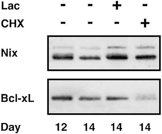 Figure 4. Comparison of Nix and Bcl-xL protein catabolism. After 12 days in culture, 50 μM lactacystin (Lac) or 200 μM cycloheximide (CHX) was added to inhibit proteosomal degradation or protein translation, respectively. Whole cell extracts were prepared from cells on culture day 14 and were compared with control samples collected on days 12 and 14. Western blot analyses for Nix and Bcl-xL are shown for comparison.