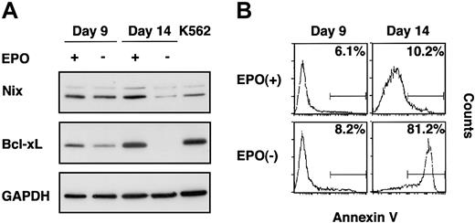 Figure 6. EPO-dependent expression of Nix and Bcl-xL. Cells were cultured in EPO on days 0 to 7 and then were grown in the presence (+) or absence (-)of EPO from days 7 to 14. (A) On days 9 and 14, Western blot analyses were performed on total cell lysates probed for Nix (top), Bcl-xL (middle), or GAPDH (lower) expression. K562 cell lysates (far right) are included for comparison. (B) Matching flow cytometric analyses of Annexin V staining of the cells. The percentage of apoptotic cells (brightly stained with Annexin V) is provided in the upper right corner of each panel.