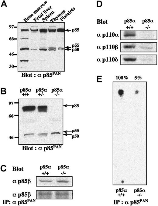 Figure 1. Differential expression patterns of regulatory and catalytic subunits of PI3K class IA and their kinase activities in platelets from p85α—/— and wild-type mice. (A-B) Expression patterns of regulatory subunits of PI3K class IA in wild-type hematopoietic organs (A) and in platelets from wild-type p85α+/+, p85α+/–, and p85α–/– mice (B), shown by Western blot with αp85PAN. (C-D) The amount of p85β protein in platelet lysate and its immunoprecipitate with anti-p85PAN antiserum (C) and the amount of p110 catalytic subunits (p110α,p110β, and p110δ) in platelet lysate from p85α+/+ and p85α–/– mice (D), shown by Western blot with p85β-specific antiserum and anti-p110 polyclonal antibodies, respectively. Whole-cell lysate (50 μg per lane) or its immunoprecipitate was resolved using SDS-PAGE. (E) PI3K activity of wild-type and p85α–/– platelets measured using anti-p85PAN antiserum and resolved by thin-layer chromatography. The wild-type response was set to 100% and the activity of p85α–/– platelets was estimated to be 5% of the wild-type response.