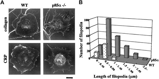 Figure 4. Morphologic examination of platelets adhering to collagen- or CRP-coated surfaces. (A) Washed platelets suspended in modified Tyrode-HEPES buffer containing apyrase and 2 mM MgCl2 were exposed to surfaces coated with collagen (top row) or CRP (bottom row). Scanning electron images show wild-type (WT; left panels) and 85α–/– (right panels) platelets after 90 minutes of incubation. Scale bar indicates 1 μm. (B) Frequency analysis of the length of remnant filopodia from wild-type (dotted columns) and p85α–/– (solid columns) platelets (n = 50) adhering to CRP-coated surface after 60 minutes. Analysis was performed using NIH Image software.