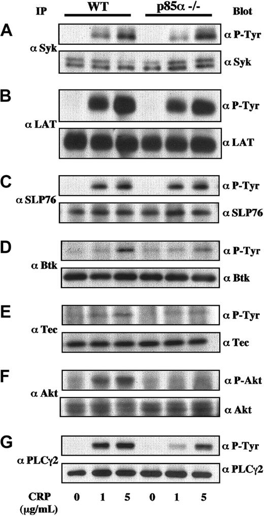 Figure 5. Protein phosphorylation in GP VI-stimulated wild-type and PI3K p85α—/— platelets. Murine platelets were treated using 0.2 mM acetylsalicylic acid and suspended in modified Tyrode-HEPES buffer containing 0.4 U/mL apyrase, 1 mM RGDS peptide, and 1 mM EGTA. The platelets were stimulated with CRP at 0, 1, and 5 μg/mL on an aggregometer with constant stirring and were lysed 90 seconds after stimulation. Then they were subjected to immunoprecipitation using anti-Syk (A), anti-LAT (B), anti-SLP-76 (C), anti-Btk (D), anti-Tec (E), anti-Akt (F), and anti-PLCγ2 (G) antibodies. Proteins were resolved using SDS-PAGE, transferred to nitrocellulose membrane, immunoblotted with antiphosphotyrosine (P-Tyr) antibody 4G10 or anti-phospho-Akt-specific antibody, and reprobed with the antibodies used for immunoprecipitation to demonstrate equal amounts of immunoprecipitated proteins in each lane. Identical results were obtained in at least 4 separate experiments.