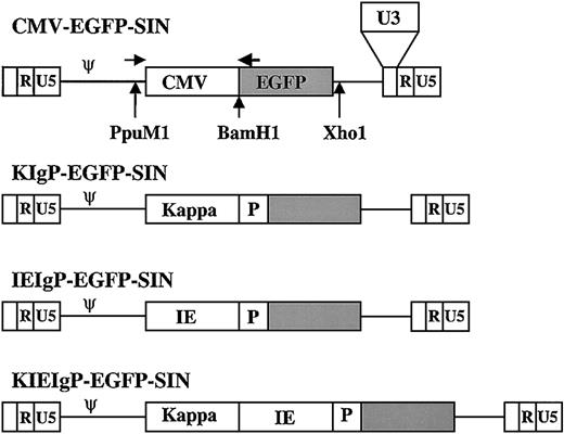 Figure 1. Schematic representation of the genomes of the lentiviral vectors generated.The parent vector was CMV-EGFP-SIN. This vector has a 400-bp deletion in the U3 region of the LTR to inactive transcription from the lentiviral promoter. Ψrepresents the packaging signal for the vectors. The restriction enzyme sites used to generate the other vectors are marked by vertical arrows and labeled. The 2 horizontal arrows represent hybridization sites for 2 PCR primers used to detect the presence of integrands using total genomic DNA. In vector IEKIgP-EGFP-SIN, the orientation of the enhancers (IEK) is the reverse of that in KIE. R indicates repeat and P indicates immunoglobulin promoter. Gray boxes indicate EGFP.