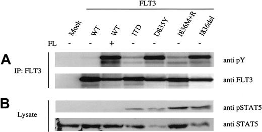 Figure 1. Activation status of FLT3 receptor mutants. The indicated FLT3 constructs and vector alone (mock) were transiently overexpressed in HEK 293 cells. The FLT3 WT expressing cells were either untreated or stimulated with FLT3 ligand (FL). (A) FLT3 was immunoprecipitated from whole cell lysates and immunoblotted with antiphosphotyrosine antibody (upper panel). Subsequently, the blots were stripped and reblotted with anti-FLT3 antibody (lower panel). (B) Activation of STAT5 was demonstrated by immunoblotting the total cell lysates with anti-pSTAT5 antibody (upper panel). After stripping the membrane was reprobed with total anti-STAT5 antibody (lower panel).