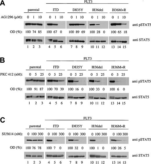 Figure 5. AG1296, PKC412, and SU5614 inhibit FLT3-mediated STAT5 phosphorylation. Mutant FLT3-expressing Ba/F3 cells were incubated with the indicated concentrations of (A) AG1296, (B) PKC412, and (C) SU5614 or vehicle alone for 4 hours prior to cell lysis. Parental Ba/F3 cells were treated likewise but in the presence of IL-3. Activation of STAT5 was demonstrated by immunoblotting the total cell lysates with anti-pSTAT5 antibody (upper panel). After stripping the membrane was reprobed with total anti-STAT5 antibody (lower panel). Optical density (OD) ratios of STAT5 phosphorylation of treated versus untreated cells are shown below the upper panel.