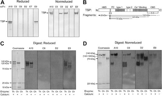 Figure 2. Immunoblot of selected scFvs with purified intact TSP and TSP digests. Bacterial supernatants containing expressed soluble scFv (TSP-A10, -C5, -C6, -D2, -E7, and -E9) were incubated with (A) purified human platelet TSP or (C-D) TSP digested with thermolysin in the presence of CaCl2 (Th/+), chymotrypsin in the presence of CaCl2 (Ch/+), or chymotrypsin in the presence of EDTA (Ch/-) resolved by PAGE under reducing (A,C) or nonreducing (D) conditions and transferred to PVDF membrane. Bound scFv was detected by anti–c-myc mAb 9E10 as described in “Materials and methods.” (B) Schematic illustration of TSP monomer with selected domains as described in the text. HBD indicates heparin-binding domain; PC, procollagen-like region; type 1, type 1 repeats; type 2, type 2 repeats; Ca++ Binding, Ca++-binding domains or type 3 repeats; CBD, cell-binding domain; S, site of cysteines that disulfide link TSP chains to form trimer; and S-S, disulfide bond in C-terminal region. The approximate locations of the 25-kDa, 140-kDa, 120-kDa, 18-kDa, and 70-kDa proteolytic fragments as identified by amino-terminal sequencing and size26,28,33 are indicated by arrows. The 25-kDa fragment is a monomer,26 the 70-kDa, 120-kDa, and 140-kDa fragments are trimers,33 and the 18- to 20-kDa C-terminal fragment remains disulfide linked to the 120-kDa fragment.17