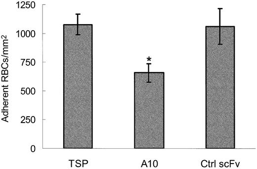 Figure 4. Sickle RBC adhesion to TSP is inhibited by the purified scFv TSP-A10. Washed sickle RBCs and TSP immobilized on perfusion chamber wells were incubated with control buffer (TSP), purified scFv TSP-A10 (10 μg/mL, n = 10), or purified control scFv (a-hTG; 10 μg/mL, n = 6) for 60 minutes at room temperature. Treated RBCs were perfused through flow chambers at a wall shear stress of 1 dyne/cm2, and adherent cells were counted as described in Figure 3. The results are shown as the means ± SEs of adherent RBCs/mm2. The * indicates a P value of .0002 or less compared with control scFv.