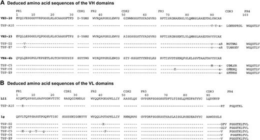 Figure 6. Deduced amino acid sequences of TSP-specific scFvs. The VH (A) and VL (B) segments of the TSP-specific scFvs were sequenced as described in “Materials and methods.” The deduced amino acid sequences are shown compared with the closest germ-line V gene sequence. Homology is shown by dashed lines and silent mutations by lowercase letters, with numbering according to Kabat.51 GenBank accession numbers AF396468 to AF396479.