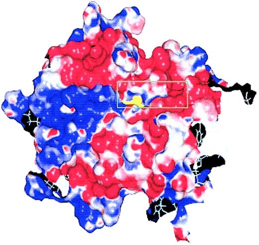 Figure 2. The initial protein surface model of γ-GCSH. Except for Arg127, the molecular surface was colored according to the electrostatic potential in solution (positive in blue, negative in red, neutral in white). Arg127 is colored as yellow. For clarity, only of part of the molecular surface was shown. As shown, Arg127 was found to lie in a cavity on the protein surface.