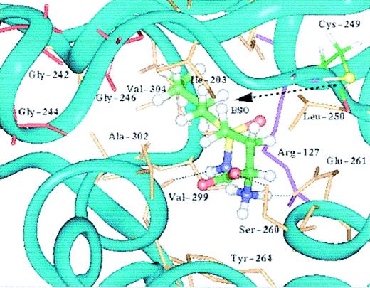Figure 3. The putative catalytic site of human γ-GCSH from the molecular dynamic-refined γ-GCSH-BSO complex. BSO is represented as ball-and-stick and colored according to the atomic coloring scheme (carbon in green, oxygen in red, nitrogen in blue, sulfur in yellow, and hydrogen in white). The side chains of Cys249 (ball-and-stick) and Arg127 (purple stick) as well as residues within 3 Å (0.3 nm) of the bound ligand, BSO, are also shown. The glycine-rich loop involves Gly242, Gly244, and Gly246 (red stick). The -SH group of Cys249 points toward BSO, which forms hydrogen bonds with Ser260, Glu261, and Val299. The -CH3(CH2)3 group of BSO is interacting with the hydrophobic pocket formed by residues Ala302, Val304, and Ile203. Except for BSO and Cys249, the hydrogen atoms are not shown.