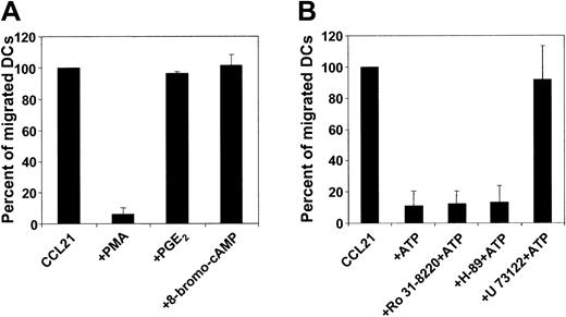 Figure 4. Influence of signal transduction pathways on MoDC migration. (A) Migration of migratory-type MoDCs to CCL21 in the absence or presence of protein kinase C or protein kinase A agonists. The protein kinase C agonist PMA (1 ng/mL) or the protein kinase A agonist PGE2 (10 μM) or 8-bromo-cAMP (10 μM) was added to the chemokine-containing side of transwells. Migration in the absence of activators was normalized to 100% (mean ± SEM; n = 3). (B) Migration of MoDC to CCL21 ± ATP in the absence or presence of protein kinase C or protein kinase A or of phospholipase C antagonists. MoDCs were incubated with the protein kinase C inhibitor Ro31-8220 (5 μM) or the protein kinase A inhibitor H-89 (5 μM) for 30 minutes before assessment was made of their migration to CCL21 in the absence or presence of 100 μM ATP. Incubation of MoDCs with the phospholipase C inhibitor U-73122 (0.5 μM) abolished chemokine-directed migration (not shown). Therefore, U-73122 (10 μM) was added to the chemokine-containing side of transwells (± ATP). Migration in the absence of ATP was normalized to 100% (mean ± SEM; n = 3).