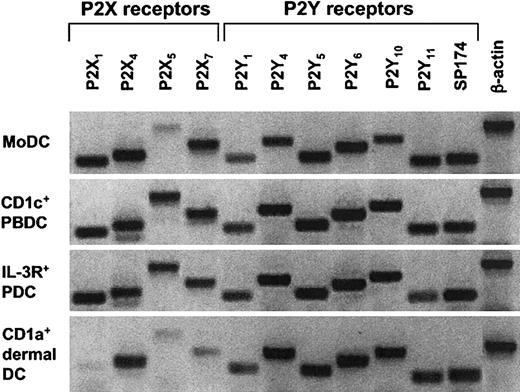 Figure 5. Analysis of mRNA expression for P2XR and P2YR subtypes in different human DC populations. Profiles of P2R expression for MoDCs, CD1a+ dermal DCs, CD1c+ PBDCs, and IL-3R+ PDCs were generated by extracting mRNA from highly purified DC populations (purity, 95%-99%). Conventional RT-PCR was performed as described in “Materials and methods.” A representative experiment of at least 3 different donors is shown (for CD1a+ dermal DCs, n = 2).