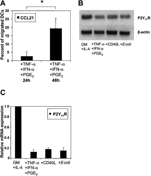 Figure 7. Down-regulation of P2Y11R mRNA expression in matured MoDCs correlates with reduced ATP-mediated arrest of migration. (A) Effect of 100 μM ATP on the migration of MoDCs matured with TNF-α, IFN-α, and PGE2 for 24 or 48 hours. Migration to CCL21 in the absence of ATP was normalized to 100% (mean ± SEM; n = 7). *P < .01. (B) P2Y11R mRNA expression as measured by RT-PCR in immature MoDCs (GM-CSF + IL-4) or those matured overnight with TNF-α + IFN-α + PGE2, CD40L, or E coli. (C) Quantitative analysis of P2Y11R mRNA expression as measured by quantitative real-time PCR (RT-qPCR). Threshold was exceeded after 24 PCR cycles in immature MoDCs. Immature MoDCs were used as the calibrator to calculate relative P2Y11R mRNA levels in MoDCs matured in the presence of the indicated stimuli. Expression of 18S rRNA within each sample was used for normalization (mean ± SEM; n = 4).